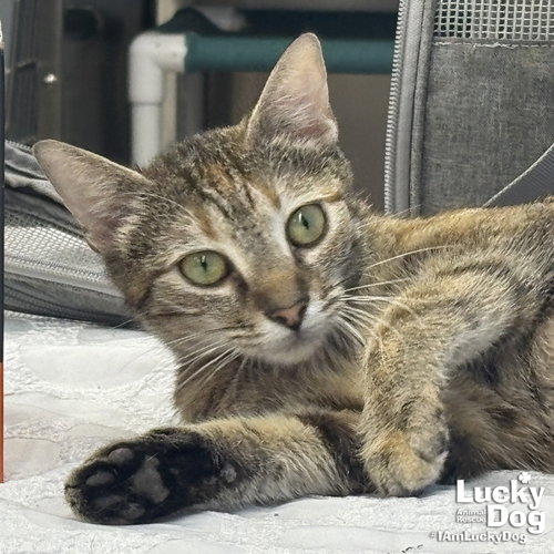 Chex Mix, an adoptable Domestic Short Hair in Washington, DC