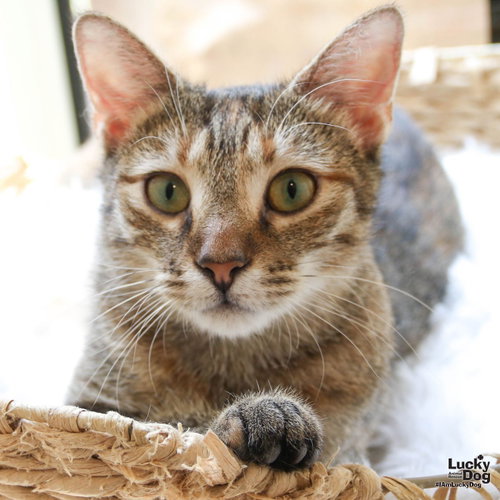 Chex Mix, a cat for adoption from Lucky Dog Animal Rescue