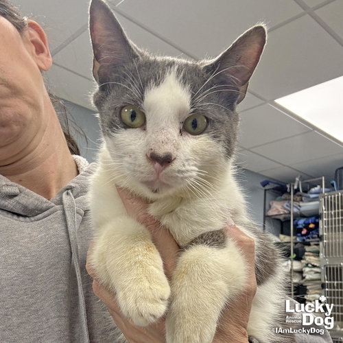 Sneakers, an adoptable Domestic Short Hair in Washington, DC