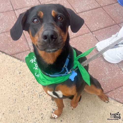 Lilly Ann, an adoptable Labrador Retriever in Washington, DC