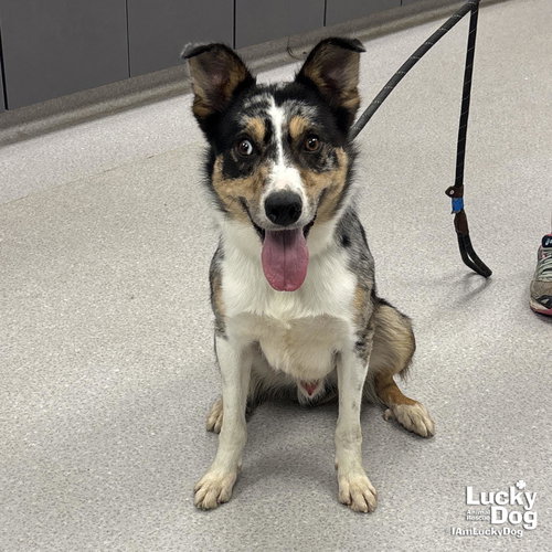 Lopez, an adoptable Australian Shepherd in Washington, DC