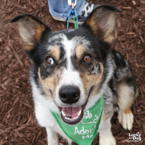 Lopez, an adoptable Australian Shepherd in Washington, DC