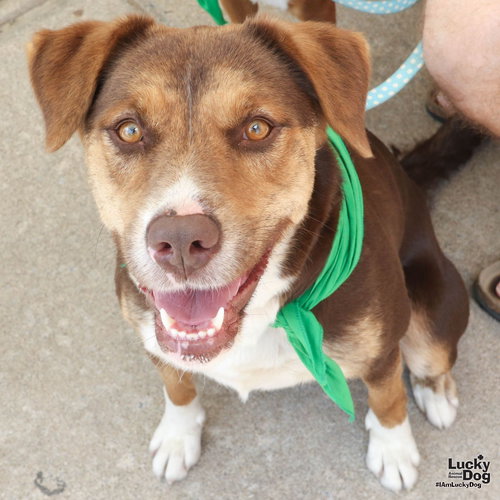 Jamima, an adoptable Shepherd in Washington, DC