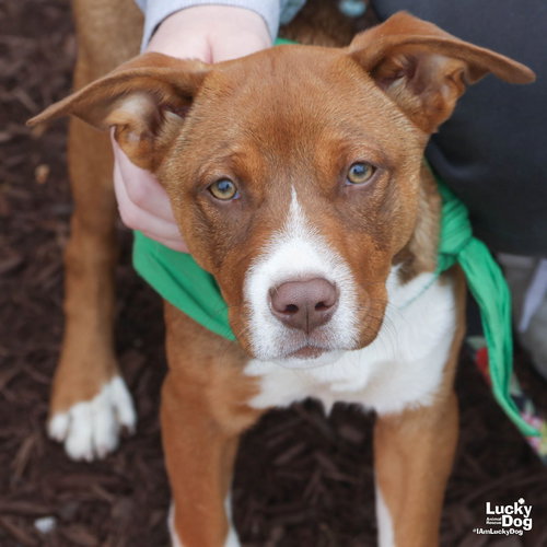 Jane, an adoptable Shepherd in Washington, DC