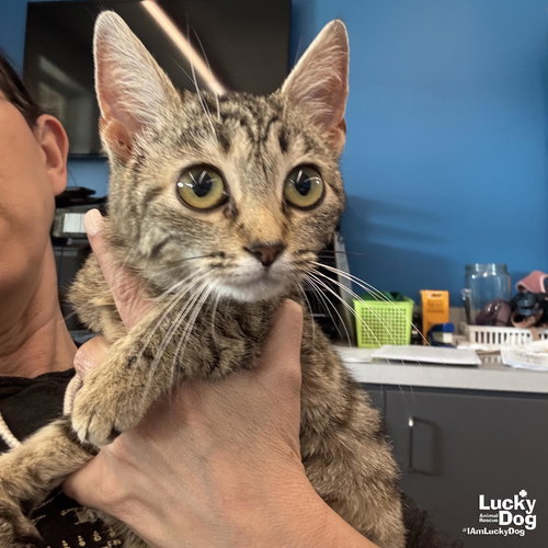 Victory, an adoptable Domestic Short Hair in Washington, DC