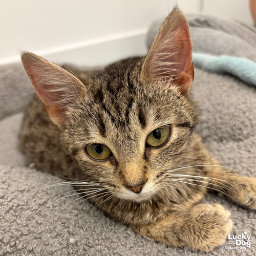 Victory, Young Domestic Short Hair / Mixed (short coat), cat for adoption in Manassas, Virginia