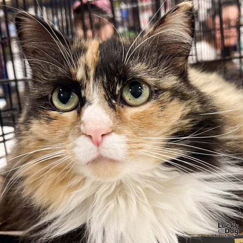 Ellie, Adult Domestic Long Hair / Mixed (long coat), cat for adoption in Manassas, Virginia