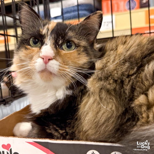 Ellie, a cat for adoption from Lucky Dog Animal Rescue