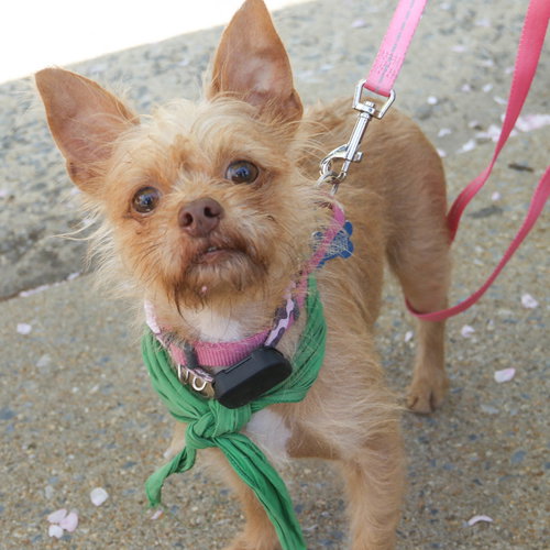 Sarabi, an adoptable Chihuahua in Washington, DC