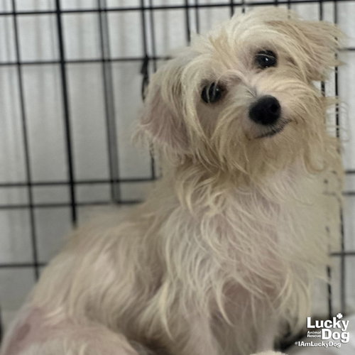 Nyra, an adoptable Maltese in Washington, DC