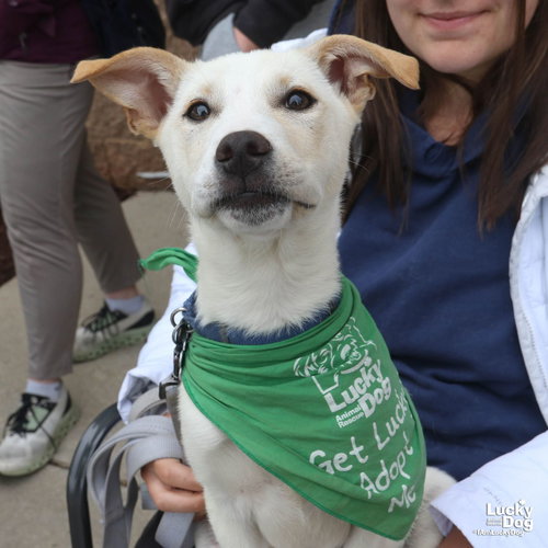 Jinxi, an adoptable Australian Shepherd in Washington, DC