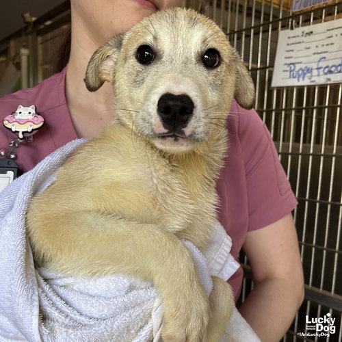 Joey, an adoptable Australian Shepherd in Washington, DC