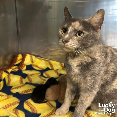 Joan, Adult Domestic Short Hair / Mixed (short coat), cat for adoption in Manassas, Virginia