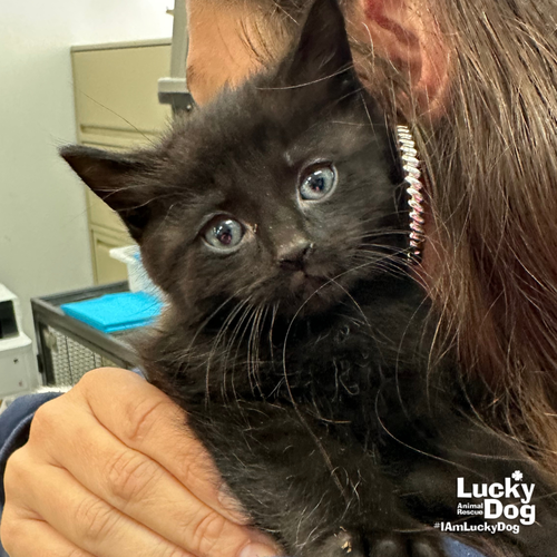 Josie, Baby Domestic Short Hair / Mixed (short coat), cat for adoption in Manassas, Virginia