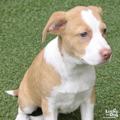 Buddy, an adoptable Border Collie in Washington, DC