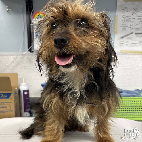 Vera, an adoptable Yorkshire Terrier Yorkie in Washington, DC