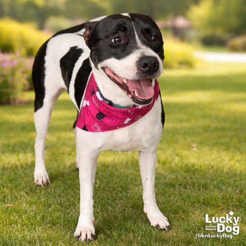 Violeta, an adoptable Pointer in Washington, DC