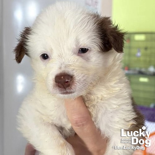 Axel, an adoptable Border Collie in Washington, DC