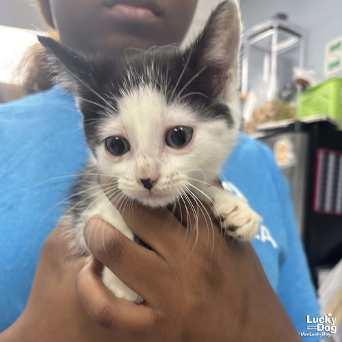 Jones, an adoptable Domestic Short Hair in Washington, DC