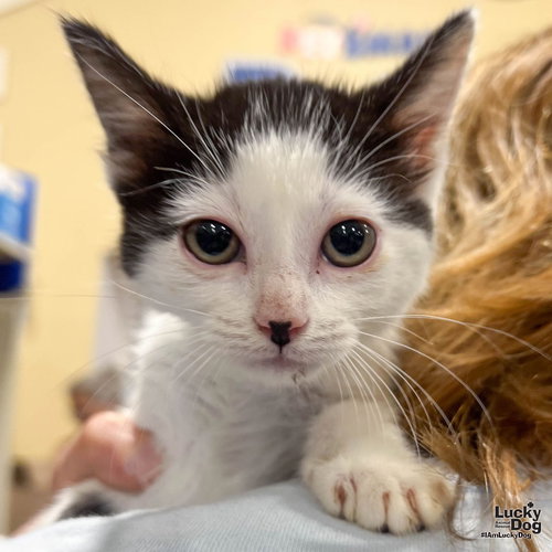 Jones, Baby Domestic Short Hair / Mixed (short coat), cat for adoption in Manassas, Virginia