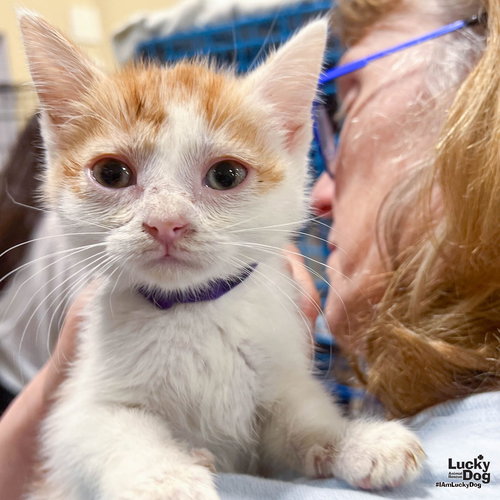 Jeremy, Baby Domestic Short Hair / Mixed (short coat), cat for adoption in Manassas, Virginia