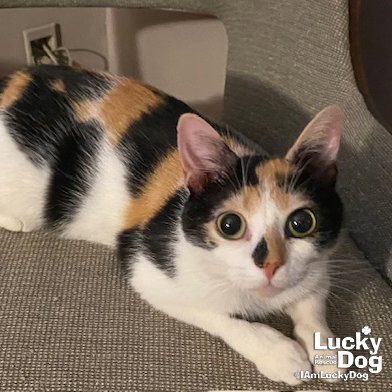 Jacqueline, Adult Domestic Short Hair / Mixed (medium coat), cat for adoption in Manassas, Virginia