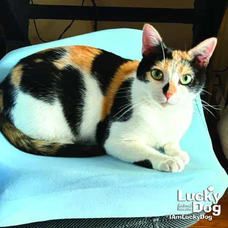 Jacqueline - Domestic Short Hair