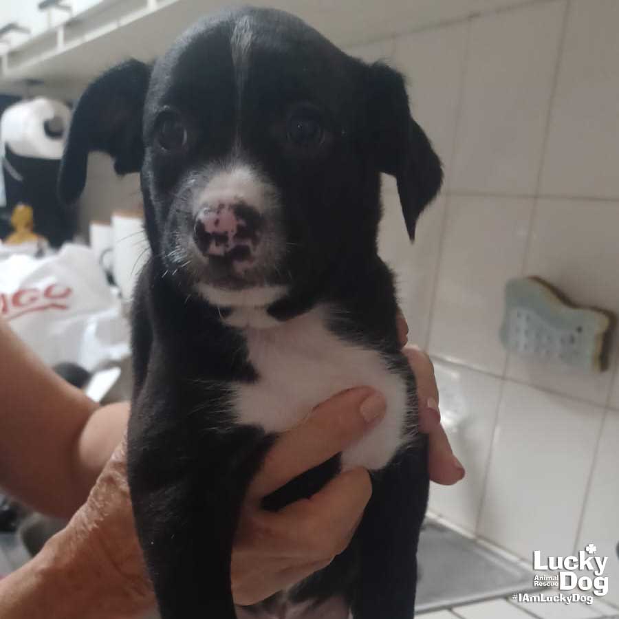 Pablo