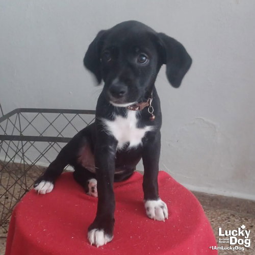 Perry, an adoptable Terrier in Washington, DC