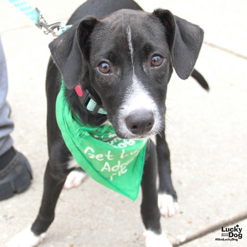 Perry, an adoptable Terrier in Washington, DC