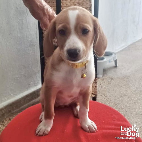 Pecky, an adoptable Terrier in Washington, DC