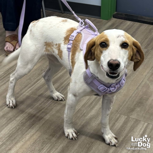 Poppyseed, a dog for adoption from Lucky Dog Animal Rescue