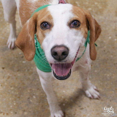Poppyseed, a Hound / Mixed (medium coat) dog for adoption in Washington, DC, photo 1 of 4