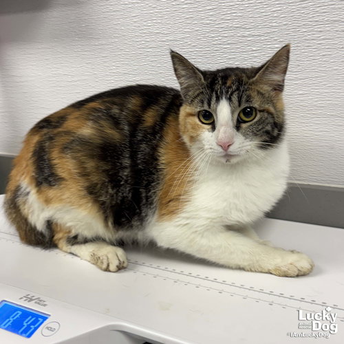 Lilah, Adult Domestic Short Hair / Mixed (short coat), cat for adoption in Manassas, Virginia