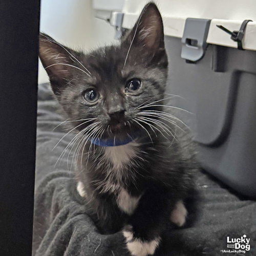 Bowtie, Baby Domestic Short Hair / Mixed (short coat), cat for adoption in Manassas, Virginia