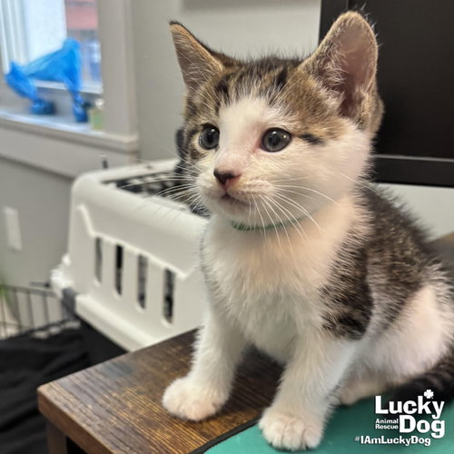 Basket, Baby Domestic Short Hair / Mixed (short coat), cat for adoption in Manassas, Virginia