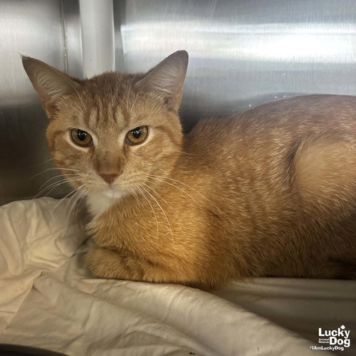 Nebraska, Adult Domestic Short Hair / Domestic Short Hair (short coat), cat for adoption in Manassas, Virginia