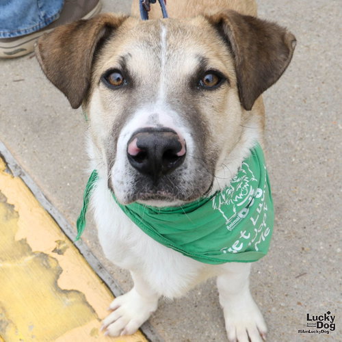 Draven, an adoptable Shepherd in Washington, DC