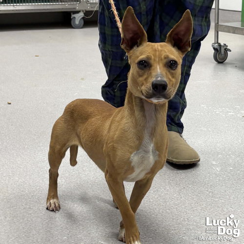 Byerly, an adoptable Chihuahua in Washington, DC