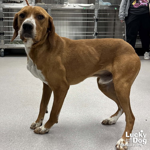 Bayou, an adoptable Redbone Coonhound in Washington, DC