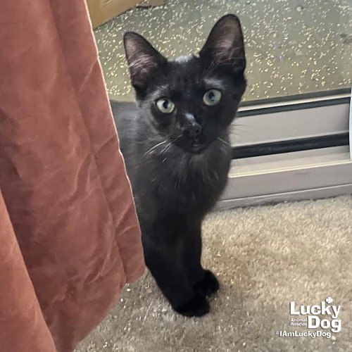 Ernie, Young Domestic Short Hair / Mixed (short coat), cat for adoption in Manassas, Virginia