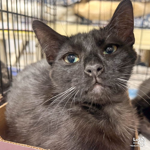 Ernie, an adoptable Domestic Short Hair in Washington, DC