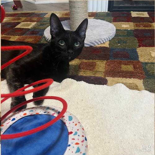 Ernie, Young Domestic Short Hair / Mixed (short coat), cat for adoption in Bowie, Maryland