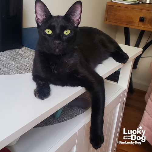 Ernie, an adoptable Domestic Short Hair in Washington, DC
