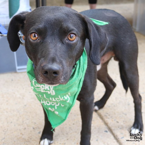 Hemlock, an adoptable Beagle in Washington, DC