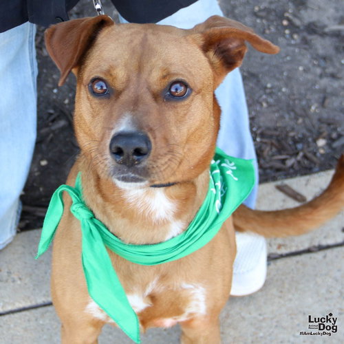 Zip, an adoptable Labrador Retriever in Washington, DC
