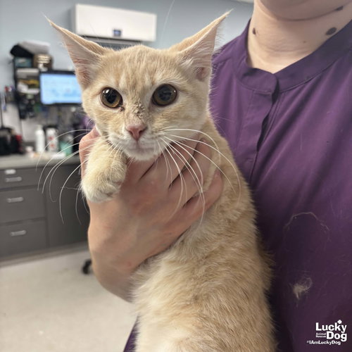 Iggy, Baby Domestic Short Hair / Mixed (short coat), cat for adoption in Manassas, Virginia