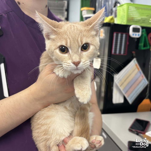 Izzy, Baby Domestic Short Hair / Mixed (short coat), cat for adoption in Manassas, Virginia