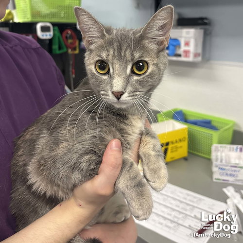 Jocelyn, Young Domestic Short Hair / Mixed (short coat), cat for adoption in Manassas, Virginia