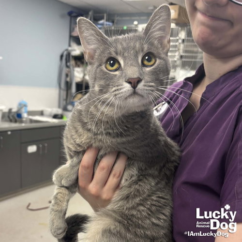 Johnny, Young Domestic Short Hair / Mixed (short coat), cat for adoption in Manassas, Virginia